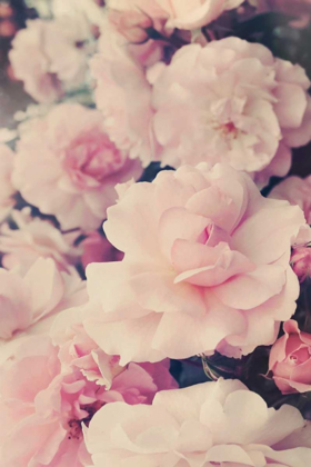 Picture of PINK BLOSSOMS I