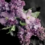 Picture of FRESH EVENING BLOOM