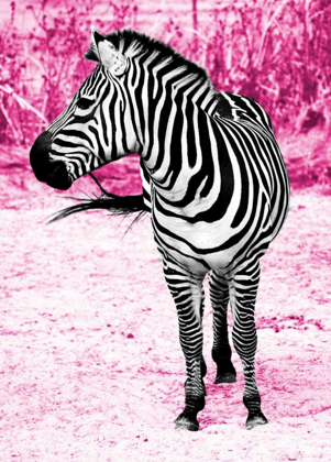 Picture of ZEBRA SET FREE