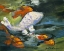 Picture of KOI