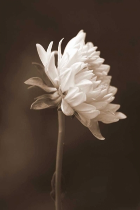 Picture of SEPIA FLOWER I