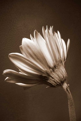 Picture of SEPIA FLOWER II
