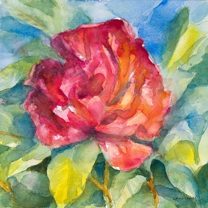 Picture of CRIMSON PEONY