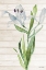 Picture of SOFT BLUE PARADISE LILY