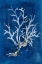 Picture of WHITE CORALS I