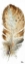 Picture of WATERCOLOR FEATHER WHITE III
