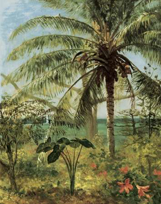 Picture of PALM TREE, NASSAU 1892