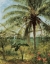 Picture of PALM TREE, NASSAU 1892