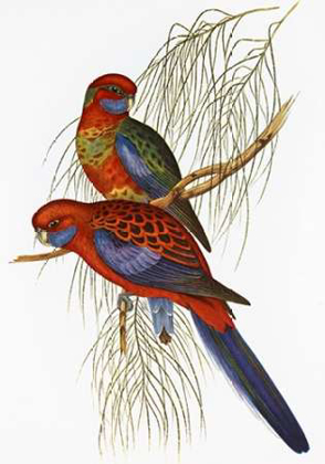 Picture of PLATYCERCUS PENNANTII