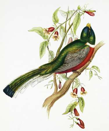 Picture of TROGON AMBIGUUS