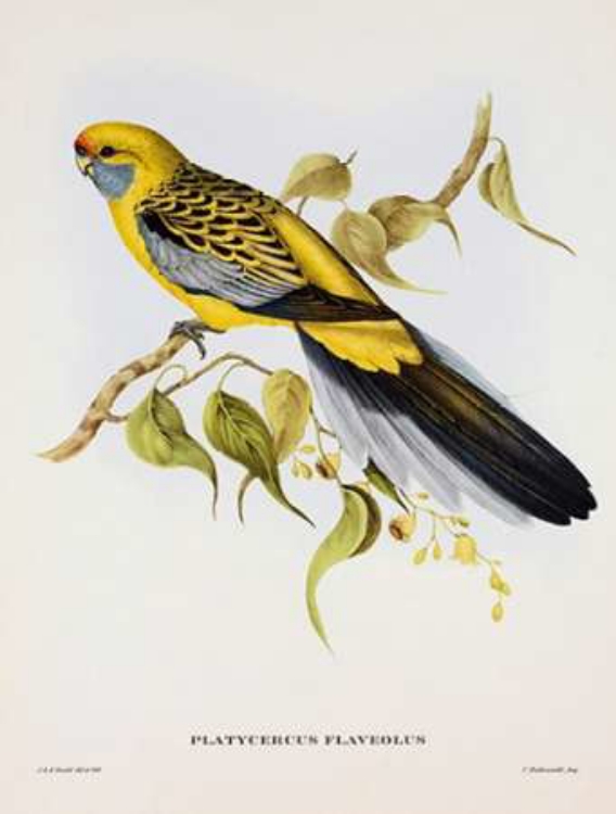 Picture of PLATYCERCUS DERBIANUS