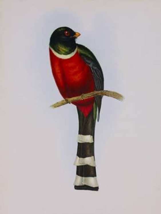 Picture of TROGON MEXICANUS