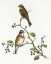 Picture of EMBERIZA RUSTICA