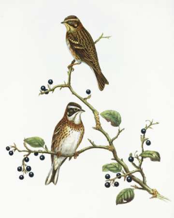 Picture of EMBERIZA RUSTICA