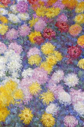 Picture of MUSEUMYSANTHEMUMS