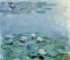 Picture of WATER LILIES