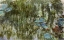 Picture of WATER LILIES, REFLECTED WILLOW