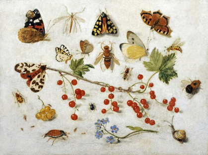Picture of BUTTERFLIES, MOTHS AND OTHER INSECTS