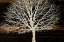 Picture of NIGHT TREE