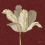 Picture of CHIANTI BEHIND TULIP