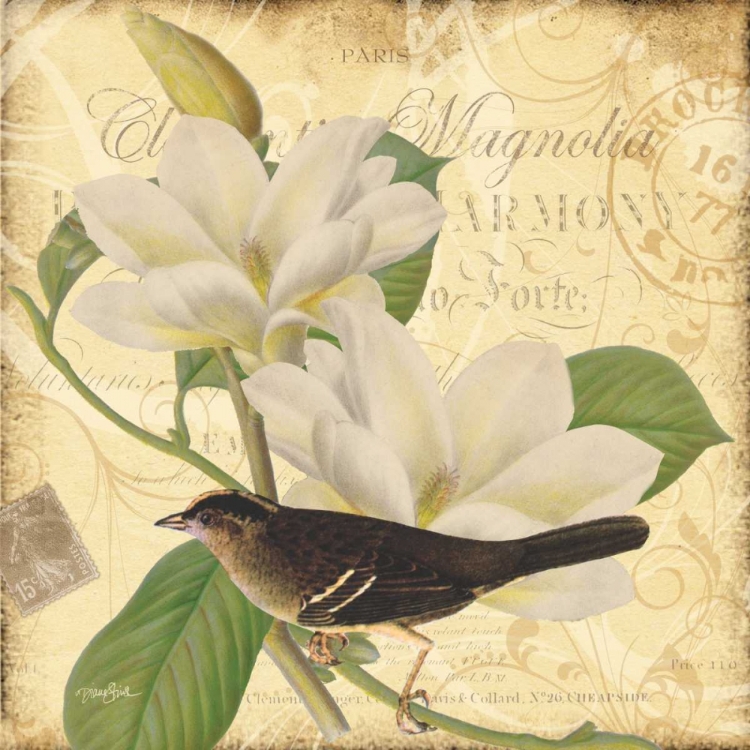 Picture of BIRD MAGNOLIA