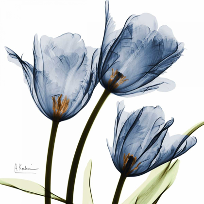 Picture of NEW BLUE TULIPS C54