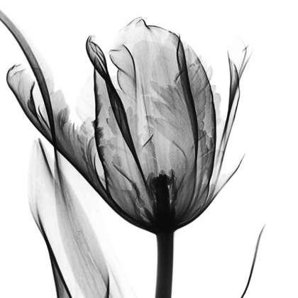 Picture of HIGH CONTRAST TULIP