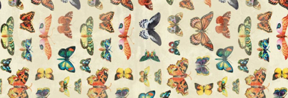 Picture of BUTTERFLIES