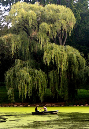 Picture of CENTRAL PARK COUPLE SUMMER