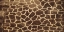 Picture of ANIMAL PRINT 3