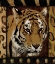 Picture of TIGER BORDERED