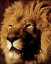 Picture of LION