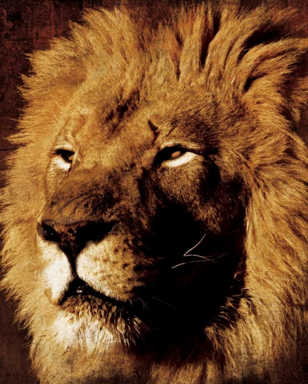 Picture of LION