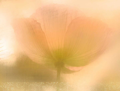 Picture of GOLDEN POPPY