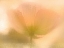 Picture of GOLDEN POPPY