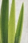 Picture of FERN LEAVES