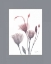 Picture of GENTIANB9 PINK MATTE
