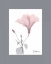 Picture of HIBISCUS B49 PINK MATTE