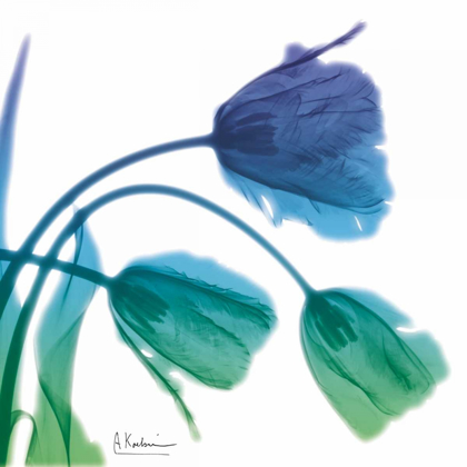 Picture of TULIPS L83 TURQ BLUE