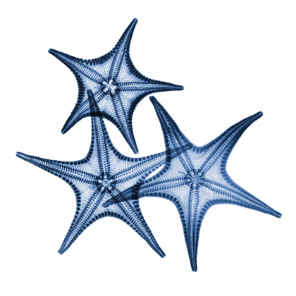 Picture of BLUE THREE STARFISH