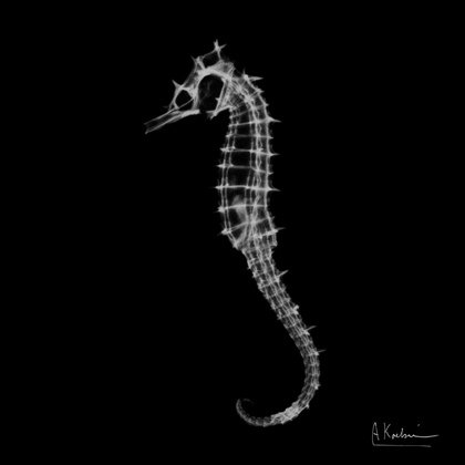 Picture of SEAHORSE IN THE DARK