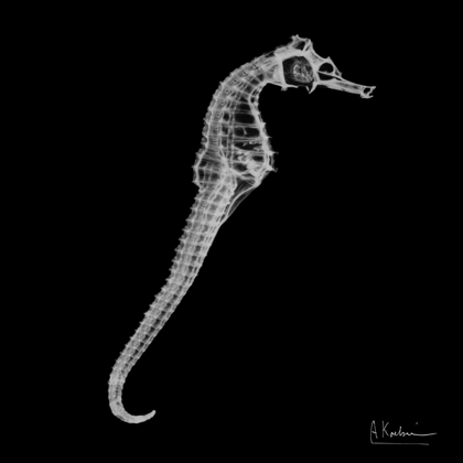 Picture of SEAHORSE IN THE BLACK