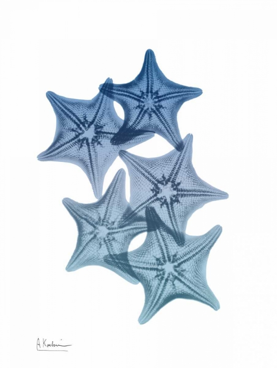 Picture of TIDAL STARFISH 1