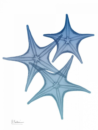 Picture of TIDAL STARFISH 2