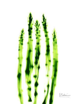 Picture of ASPARAGUS STOCK