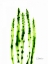Picture of ASPARAGUS STOCK