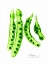 Picture of CAROB FORMATION 2
