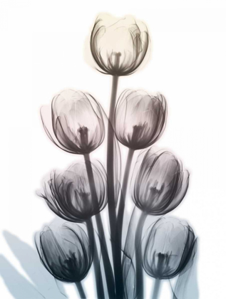 Picture of SPRINGING TULIPS