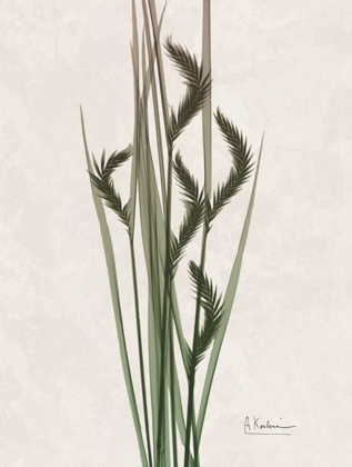 Picture of AGED OAT GRASS