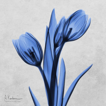 Picture of MIDNIGHT TULIPS